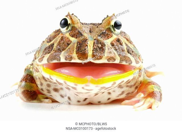 Ceratophrys ornata, argentine horned frog, pacman frog, nightcrawler, night crawler, ornate horned frog, ornate horned toad, escuerzo