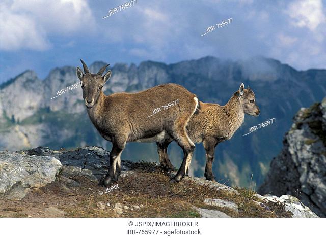 Alpine Ibexes, Ibex, Steinbock (Capra ibex), fawns