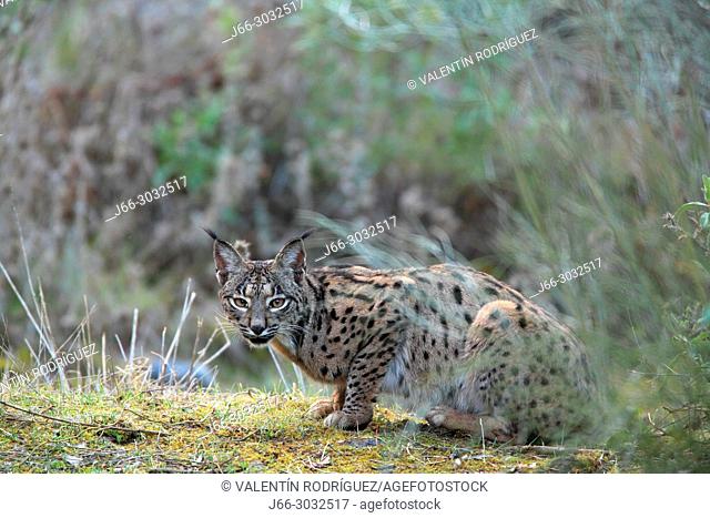 Iberian lynx (Lynx pardinus) in Sierra Morena. Andalucía
