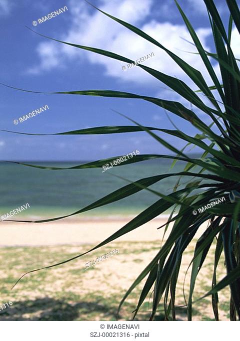 Beach and a seaside plant