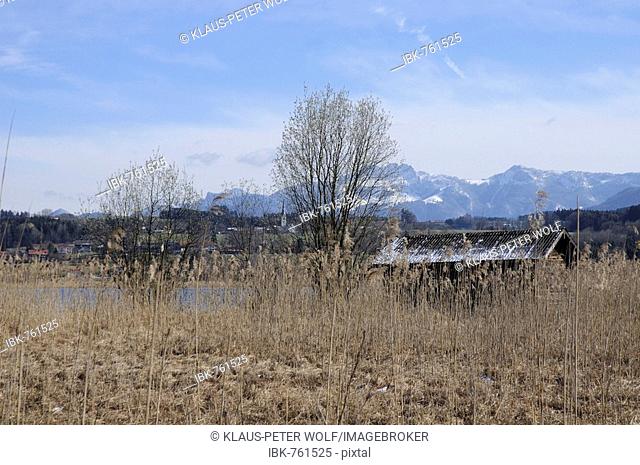 Fisherman's hut and reeds on the shore of Lake Simssee in March, village of Neukirchen and Mt. Kampenwand at back, Rosenheim County, Upper Bavaria, Germany