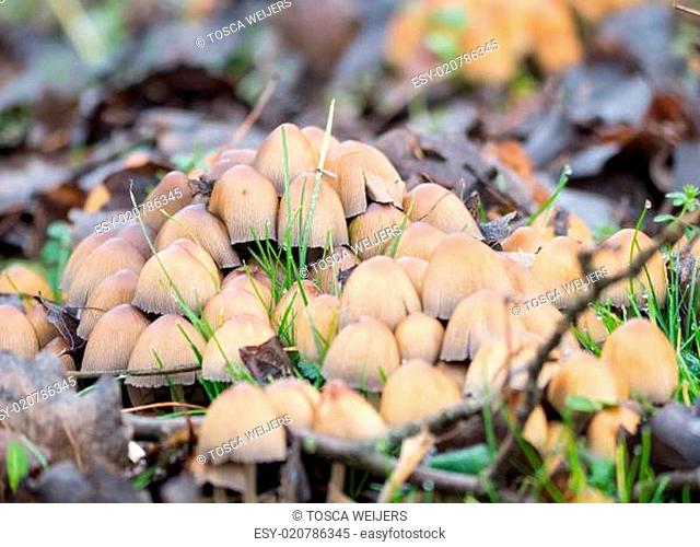 Coprinellus micaceus mushroom