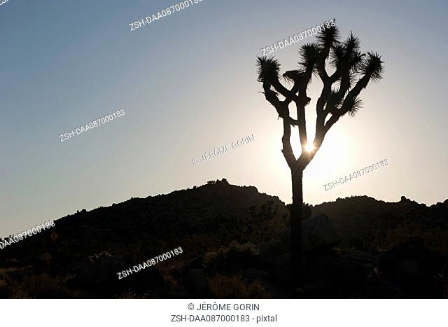 Joshua tree backlit by sun, Joshua Tree National Park, California, USA