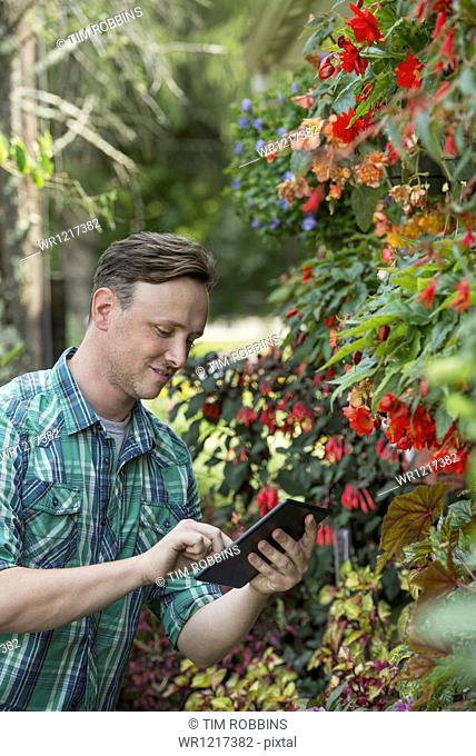 A man in an organic nursery greenhouse, using a digital tablet