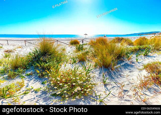 Landscape of grass and flowers in sand dunes on the beach La Cinta. Turquoise water and white sand. Location: San Teodoro, Olbia Tempio province, Sardinia