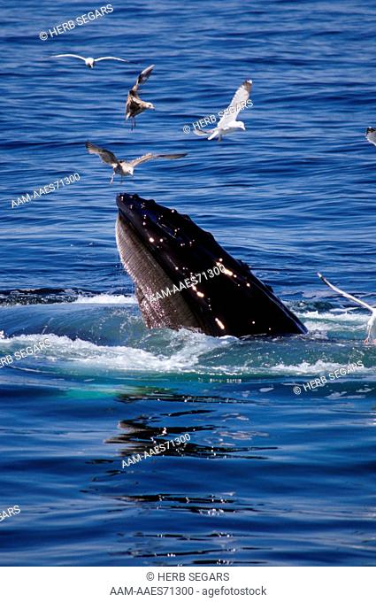 Humpback Whale feeding (Megaptera novaengilae) MA Atlantic off Provincetown