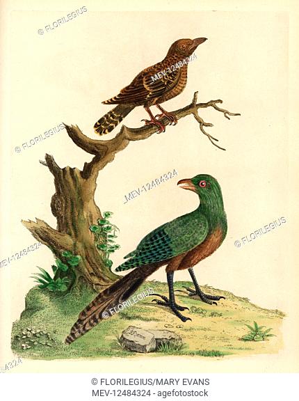 Lesser coucal, Centropus bengalensis (top), and Asian emerald cuckoo, Chrysococcyx maculatus. (Lark-heeled cuckow, Cuculus bengalensis and spotted curcucui