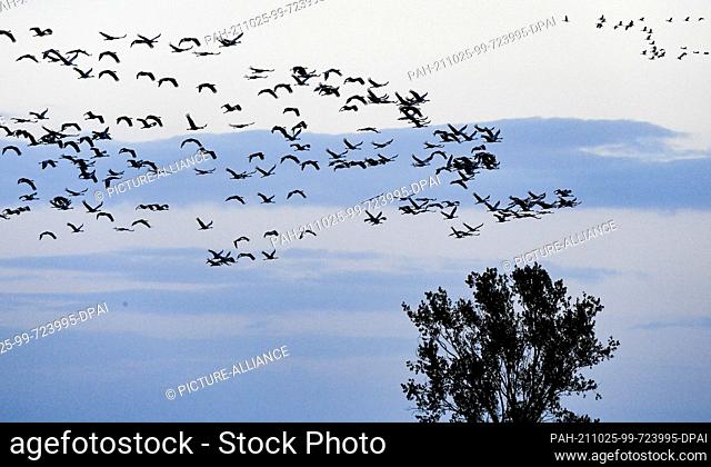 23 October 2021, Brandenburg, Linum: Numerous cranes fly to their roosts in the evening at dusk. Before flying south they stay in Linum for up to two weeks