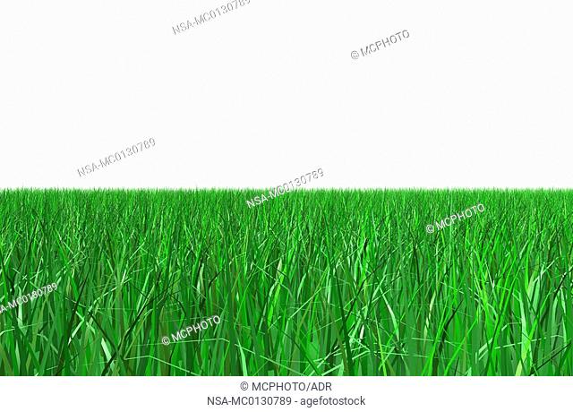 green grass over white