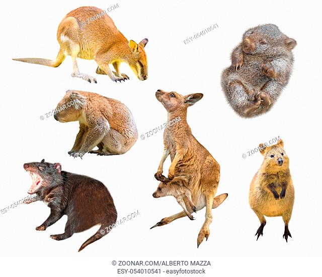 Collage of Australian marsupial mammals, isolated on white background. Wallaby, Tasmanian Devil, Wombat, Kangaroo with Joey, Quokka and Koala