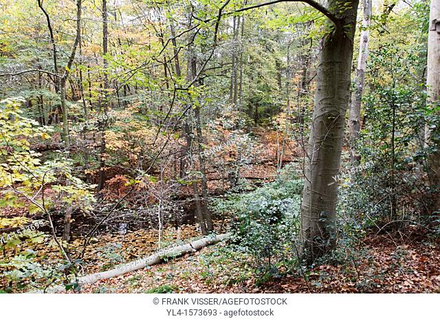 Autumn colors, Estate Spanderwoud, Hilversum, Goois Natuurreservaat, The Netherlands