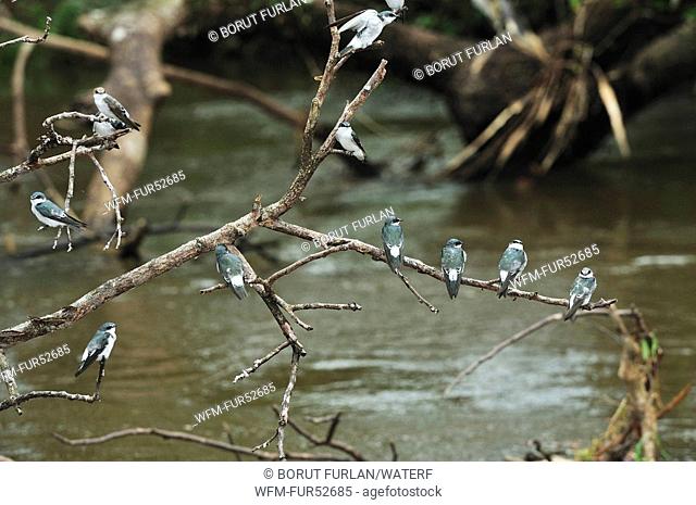 Group of Mangrove Swallows, Tachycineta albilinea, National Park Cano Negro, Costa Rica