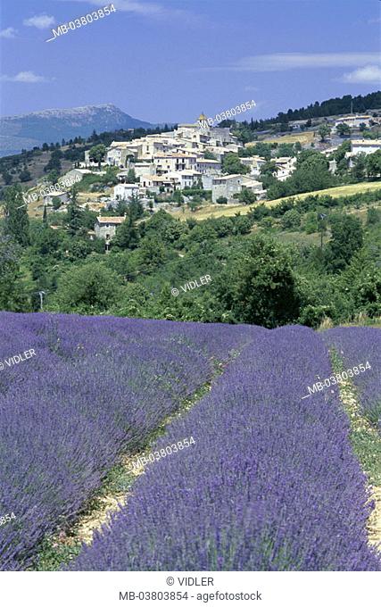 France, Provence, Aurel,  skyline, Lavendelfeld,  Detail  Europe, South France, village, place, mountain village, houses, monument protection, field