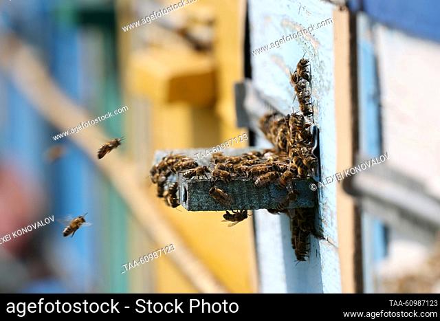 RUSSIA, KHERSON REGION - AUGUST 10, 2023: Bees at the entrance to a beehive in Askania-Nova in summer. Alexei Konovalov/TASS