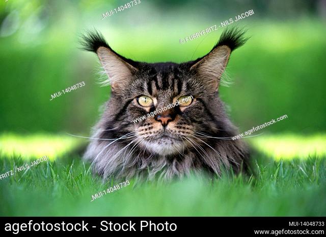 black tabby maine coon cat with long ear tips resting on green grass looking at camera