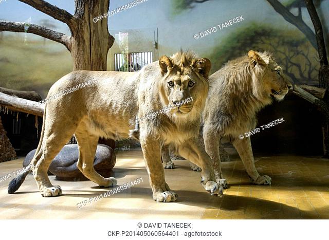 Two male youngsters of Barbary lion Basty and Terry from Olomouc Zoo arrive to Dvur Kralove nad Labem Zoo, Czech Republic, on May 6, 2014