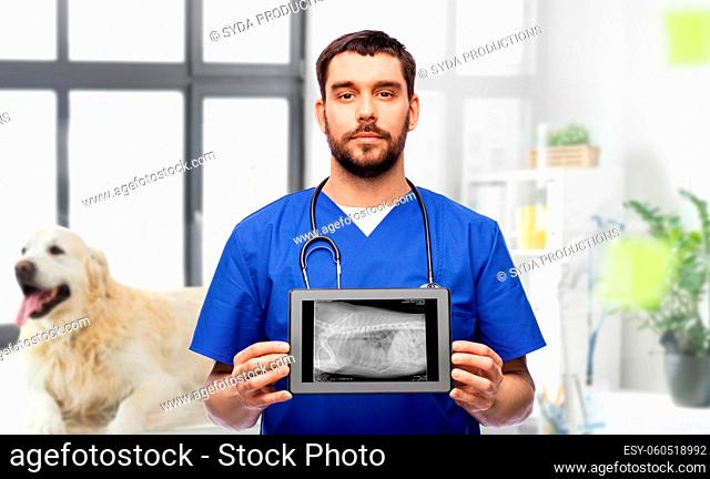 vet doctor with animal's x-ray on tablet computer