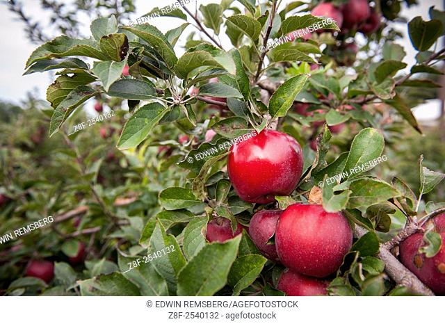 Red apples on an apple tree in an orchard in Elkton, Maryland, USA
