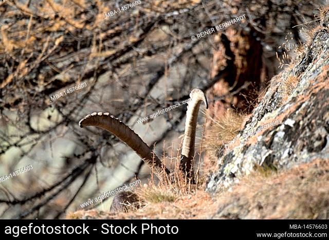 High mountain ibex