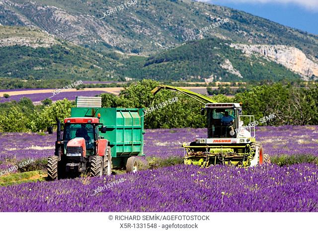 lavender harvest, Alpes-de-Haute-Provence Departement, France