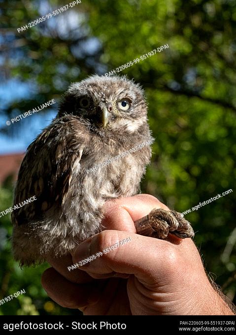 PRODUCTION - 30 May 2022, Rhineland-Palatinate, Bodenheim: Alexander Neu of the Nature and Biodiversity Conservation Union (Nabu) holds a young Little Owl in...