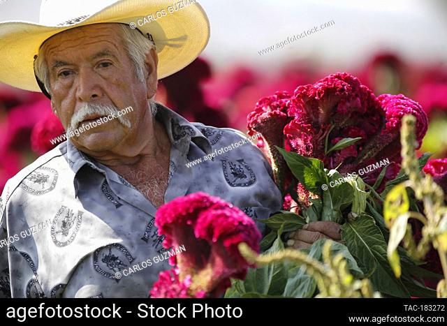 COPANDARO, MEXICO - OCTOBER 28: Farmers harvest the Red velvet Celosia, which were planted in mid-June so that they can be harvested at the end of October