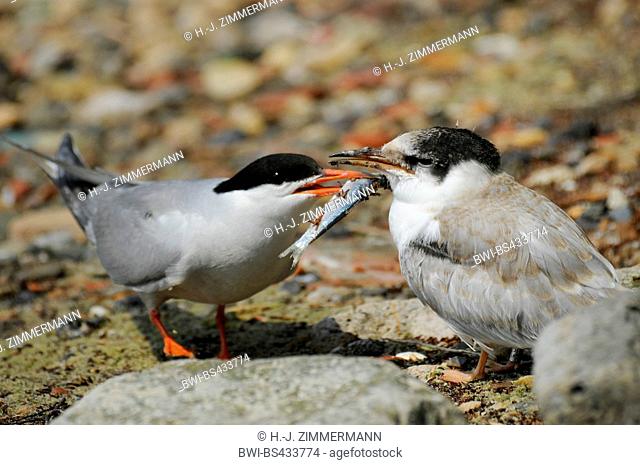Common tern (Sterna hirundo), adult feeds juvenile, Germany, Wilhelmshaven