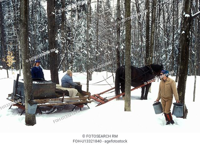 maple syrup, gathering sap, winter, Cabot, VT, Vermont, People gathering sap on Carpenter Farm using horse and sleigh at sugaring time in early spring in Cabot