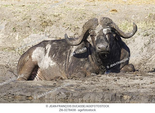 African buffalo (Syncerus caffer), adult male lying in a dry mud hole at a waterhole, Kruger National Park, South Africa, Africa