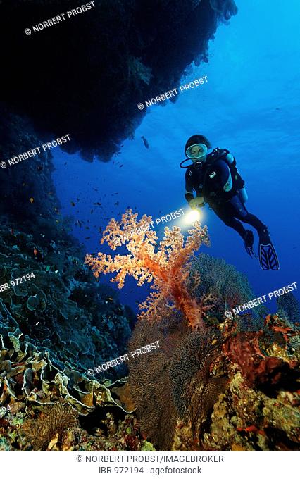 Scuba diver with a torch diving under a coral reef overhang looking at large soft coral (Dendronephthya sp.) with Splendid Knotted Fan Coral (Acabaria...