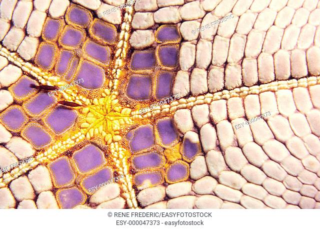Shrimp (Periclimenes soror) on Cushion star (Culcita novaguineae)