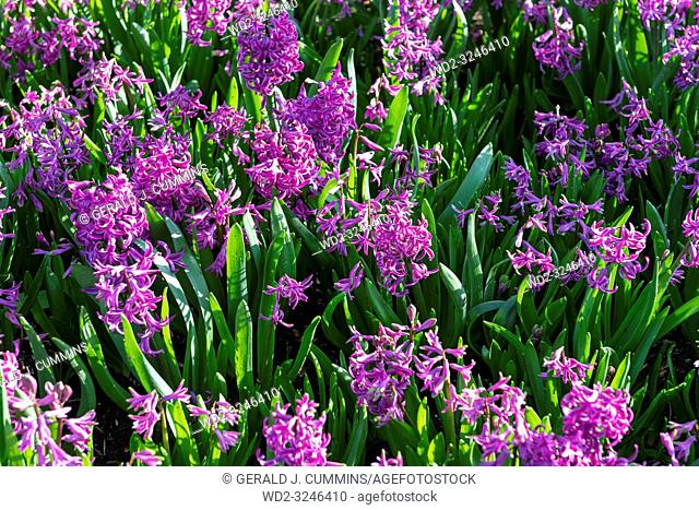 Purple Hyacinthus, Species orientalis, Hyacinth. Attractive spring bulbous flowers. Highly fragrant however the bulbs contain a poison called oxalic acid