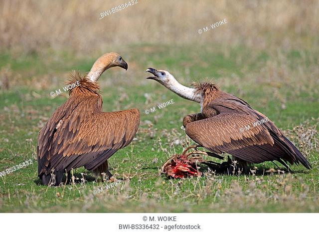 griffon vulture (Gyps fulvus), two young birds conflicting for feed, Spain, Extremadura