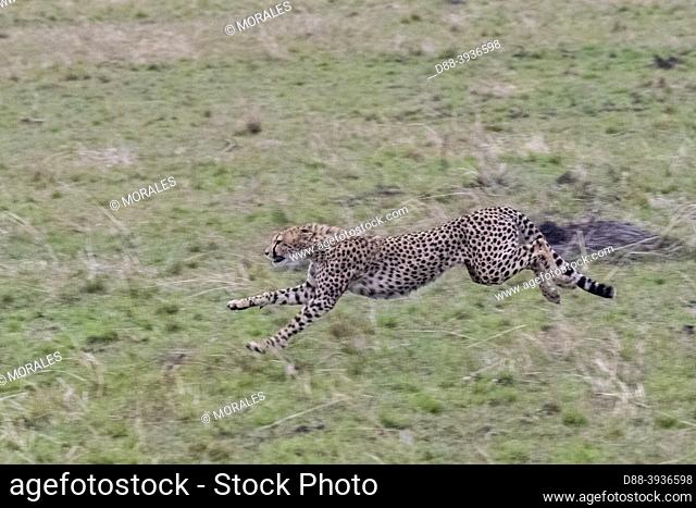 Africa, East Africa, Kenya, Masai Mara National Reserve, National Park, Cheetah (Acinonyx jubatus), hunting a Thomson's gazelle