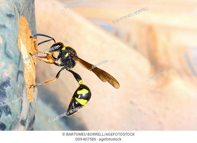 Wasp (Eumenes coarctatus) building its nest with mud