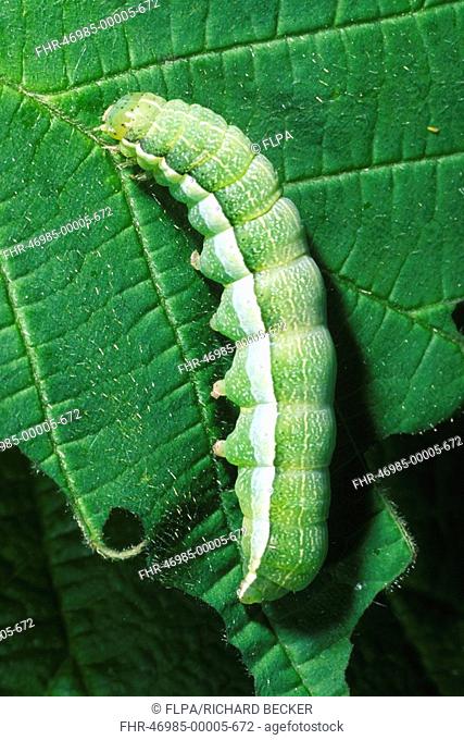 Hebrew Character Moth Orthosia gothica fully-grown larva, feeding on hazel leaf, Powys, Wales