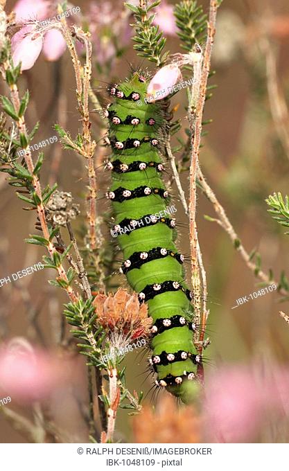 Caterpillar of a Small Emperor Moth (Saturnia pavonia)