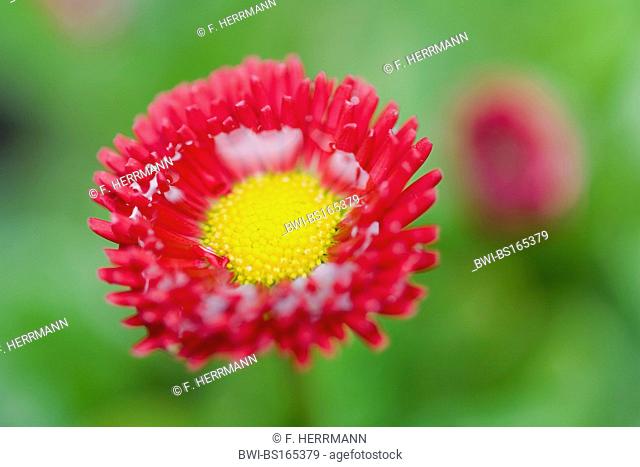 common daisy, lawn daisy, English daisy (Bellis perennis, Gartensorte), inflorescence