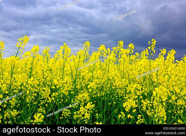 Field of flowering rape against the gray sky and clouds