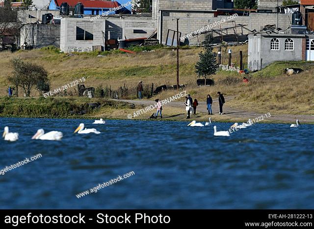 December 28, 2022, Toluca, Mexico : A group of 100 American pelicans migrated to the 'Tlachaloya lagoons' located north of the city of Toluca