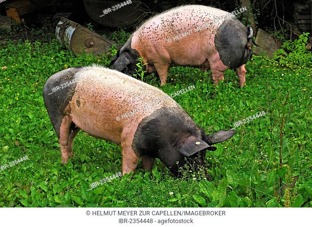 Domestic pigs (Sus scrofa domestica), free-range Swabian-Hall Swine, on a farm, Tauchersreuth, Middle Franconia, Bavaria, Germany, Europe