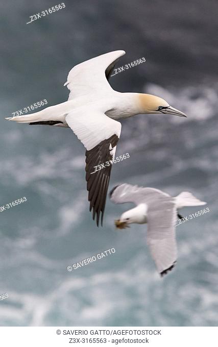 Northern Gannet (Morus bassanus), adult in flight over the sea