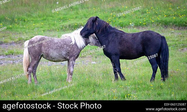 Grey and black Icelandic horse cuddling in a green field