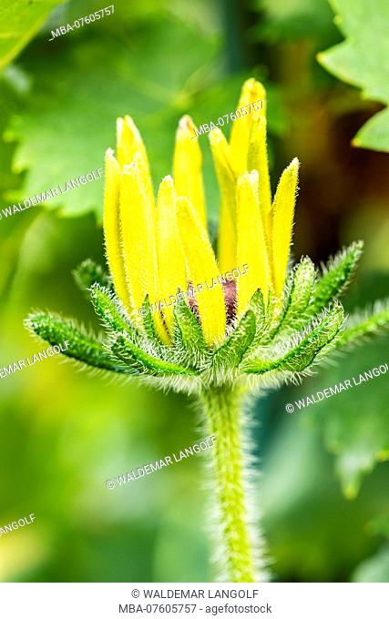 flower of Rudbeckia fulgida, gold storm or coneflower, bloom