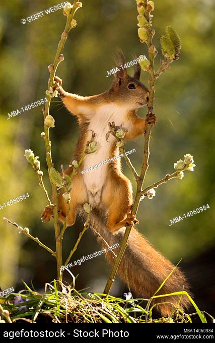 close up of red squirrel standing between branches in a split
