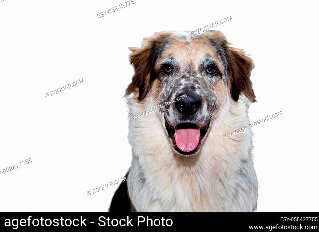 Close-up portrait of large white, black and brown fuzzy dog, isolated on white background looking at camera, tongue out
