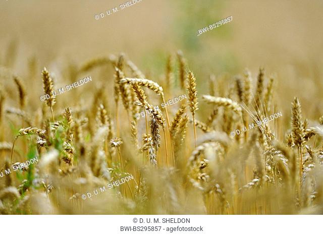 spelt wheat (Triticum spelta, Triticum aestivum subsp. spelta), spelt field, Germany, Bavaria