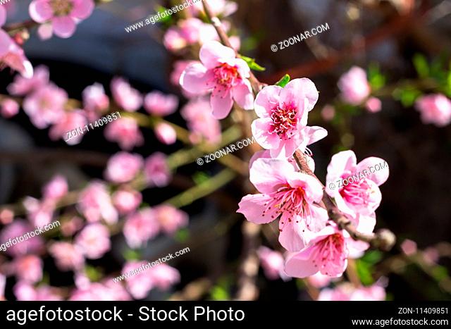 Pink peach blossoms with blurred background