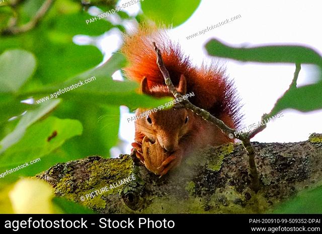 08 September 2020, Lower Saxony, Brunswick: A young squirrel sits in the branches of a walnut tree and eats a walnut. Photo: Stefan Jaitner/dpa