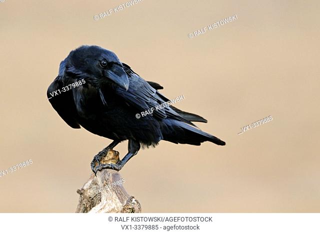 Common Raven / Kolkrabe (Corvus corax), close up, looks back, in front of clean background